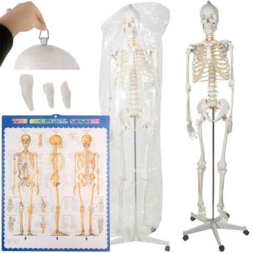 Emberi csontváz – 170 cm, Malatec
