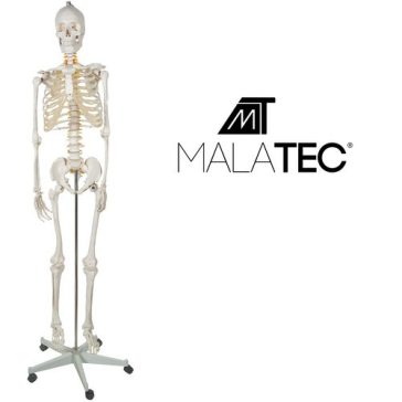 Emberi csontváz – 170 cm, Malatec