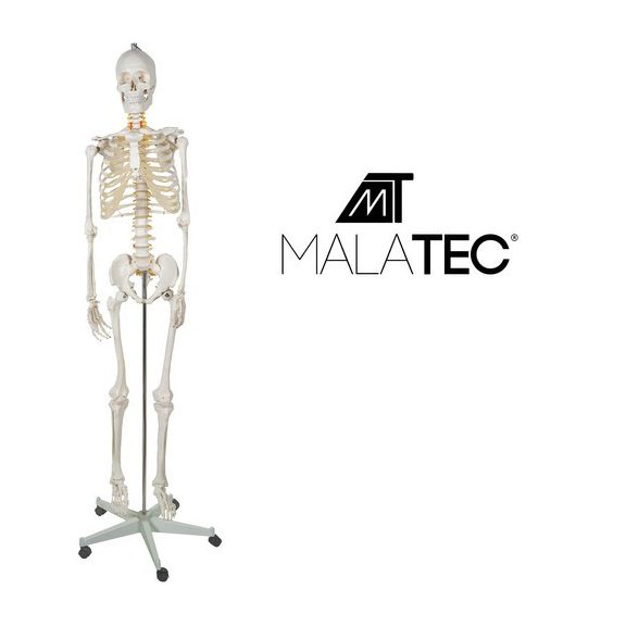Emberi csontváz – 170 cm, Malatec