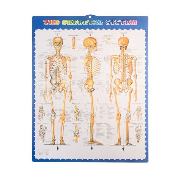 Emberi csontváz – 170 cm, Malatec
