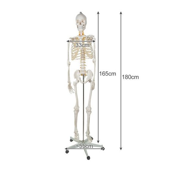 Emberi csontváz – 170 cm, Malatec