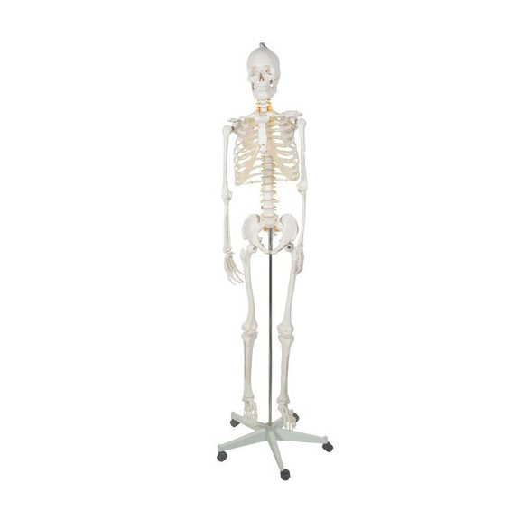 Emberi csontváz – 170 cm, Malatec