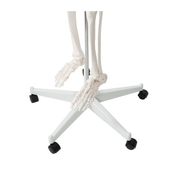 Emberi csontváz – 170 cm, Malatec